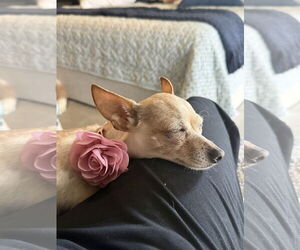 Chihuahua Dogs for adoption in Orlando, FL, USA