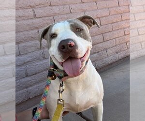 American Staffordshire Terrier Dogs for adoption in phoenix, AZ, USA