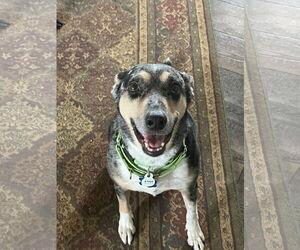 Medium Photo #5 Australian Shepherd-Unknown Mix Puppy For Sale in Minneapolis, MN, USA