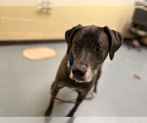 Labrador Retriever Dogs for adoption in Denver, CO, USA