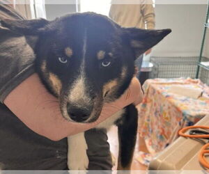 Australian Shepherd-Siberian Husky Mix Dogs for adoption in Bolivar, MO, USA