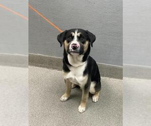 Labrador Retriever-Unknown Mix Dogs for adoption in Las Vegas, NV, USA