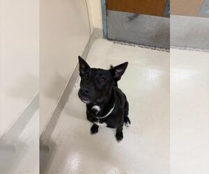 Labrador Retriever-Unknown Mix Dogs for adoption in Fremont, CA, USA