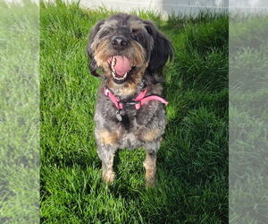Mutt Dogs for adoption in Salt Lake City, UT, USA