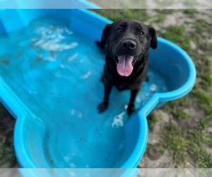 Labrador Retriever-Unknown Mix Dogs for adoption in Ocala, FL, USA