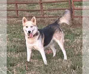 Huskies -Unknown Mix Dogs for adoption in Roaring River, NC, USA