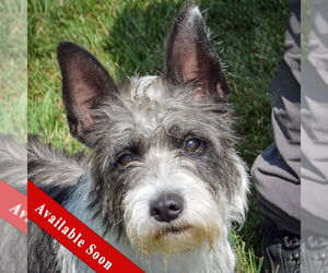 Mutt Dogs for adoption in Huntley, IL, USA