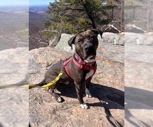 Staffordshire Bull Terrier Dogs for adoption in Waterford, VA, USA