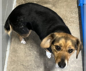 Beagle-Unknown Mix Dogs for adoption in Sistersville, WV, USA