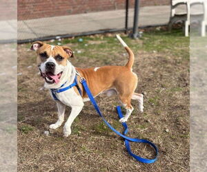 American Pit Bull Terrier Dogs for adoption in Boston, MA, USA