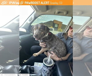 Labrador Retriever-Unknown Mix Dogs for adoption in Fort Collins, CO, USA