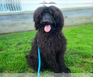Poodle (Standard) Dogs for adoption in Long Beach, CA, USA