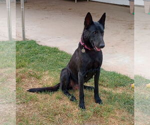 Mutt Dogs for adoption in Modesto, CA, USA