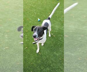 Labrador Retriever-Unknown Mix Dogs for adoption in Baytown, TX, USA