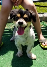 Chihuahua-Unknown Mix Dogs for adoption in Perth Amboy, NJ, USA