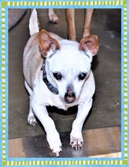 Chihuahua Dogs for adoption in San Jacinto, CA, USA