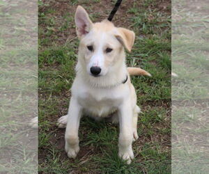 Golden Retriever-Unknown Mix Dogs for adoption in Bandera, TX, USA