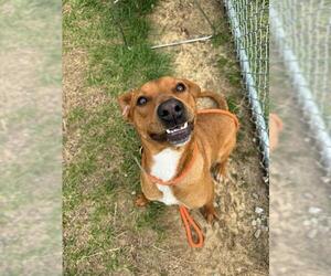 Labrador Retriever Dogs for adoption in Louisville, KY, USA