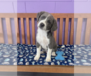 Labrenees Dogs for adoption in Genesee, WI, USA