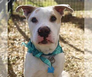 American Staffordshire Terrier-Unknown Mix Dogs for adoption in San Antonio, TX, USA