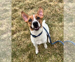 Jack-Rat Terrier Dogs for adoption in Pierceton , IN, USA