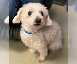 Poodle (Toy) Dogs for adoption in Mission Viejo, CA, USA