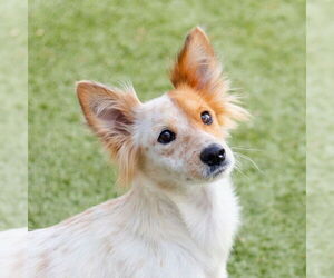 Mutt Dogs for adoption in Canton, CT, USA