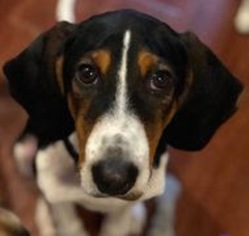 Treeing Walker Coonhound Dogs for adoption in Towson, MD, USA