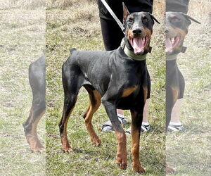 Doberman Pinscher Dogs for adoption in Pittsburgh, PA, USA