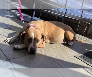 American Staffordshire Terrier-Unknown Mix Dogs for adoption in San Antonio, TX, USA