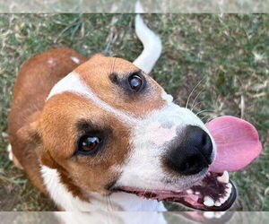 American Pit Bull Terrier-Unknown Mix Dogs for adoption in Tulsa, OK, USA