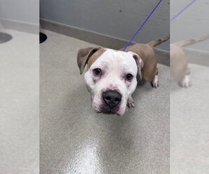 Mutt Dogs for adoption in Las Vegas, NV, USA