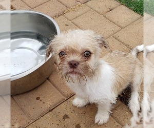 Mal-Shi Dogs for adoption in Scottsboro, AL, USA