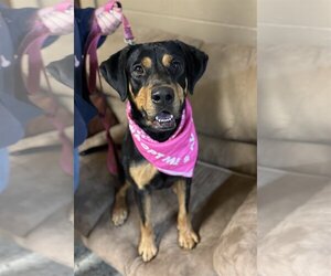 Coonhound-Labrador Retriever Mix Dogs for adoption in Williamsburg, IA, USA