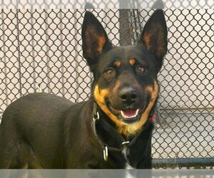 German Shepherd Dog-Unknown Mix Dogs for adoption in Martinez, CA, USA