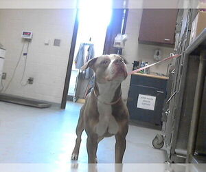 Mutt Dogs for adoption in Fayetteville, NC, USA