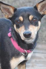 American Rat Pinscher Dogs for adoption in Tuscaloosa, AL, USA