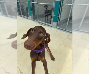 Doberman Pinscher-Unknown Mix Dogs for adoption in Waterford, VA, USA