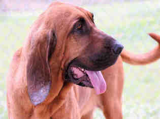 Bloodhound Dogs for adoption in Lacombe, LA, USA