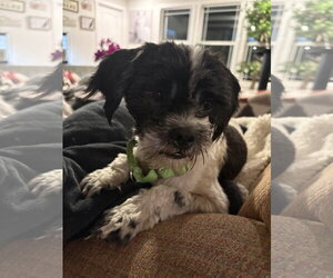 Shih Tzu-Unknown Mix Dogs for adoption in Mount Pleasant, SC, USA
