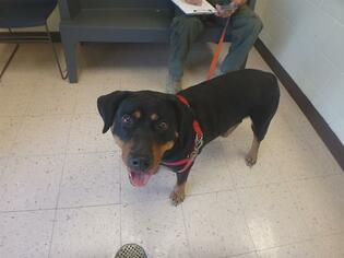 Rottweiler Dogs for adoption in Naples, FL, USA
