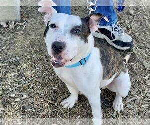 American Pit Bull Terrier-Unknown Mix Dogs for adoption in Millersville, MD, USA