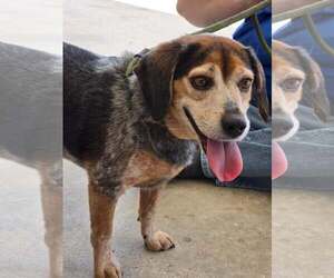 Beagle Dogs for adoption in Sanderson, FL, USA