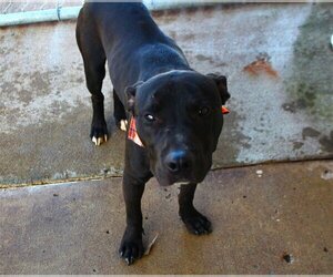 Labrador Retriever-Unknown Mix Dogs for adoption in Brownsville, TN, USA