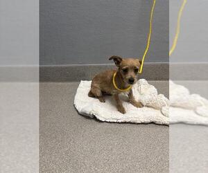 Chihuahua-Unknown Mix Dogs for adoption in Las Vegas, NV, USA