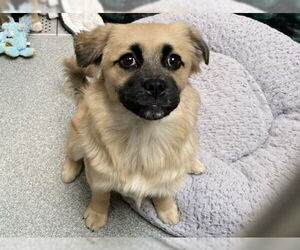 Pekingese-Unknown Mix Dogs for adoption in Orange, CA, USA