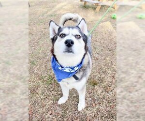 Siberian Husky-Unknown Mix Dogs for adoption in Murfreesboro, TN, USA