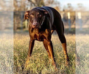 Doberman Pinscher Dogs for adoption in Devine, TX, USA