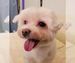 Maltese Dogs for adoption in Olalla, WA, USA