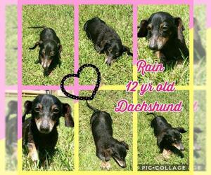 Dachshund Dogs for adoption in Franklinton, LA, USA